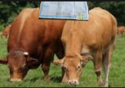 Merasa Ditipu Blantik Sapi, Warga Kedungrejo Bakal Tempuh Jalur Hukum