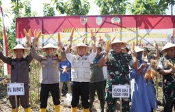 Tingkatkan Ketahanan Pangan Nasional, Kodam V/Brawijaya Panen Raya Jagung di Wilangan Nganjuk