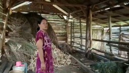 Puluhan Sapi di Ngetos Nganjuk Mati Misterius, Warga Curiga Diracun