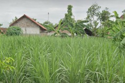 Pria Lansia di Nganjuk Diduga Rudapaksa Anak di Bawah Umur