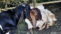 Penjual Kambing Kurban di Nganjuk Tetap Optimis walapun Sepi Pembeli Jelang Hari Raya Idul Adha