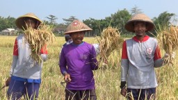 Slamatkan Petani Bulog Terjunkan Program Penyerapan Petani Lokal