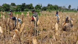 Babinsa Siap Sukseskan Program Swasembada Pangan Dengan Selalu Hadir Dan Membantu Petani