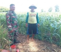 Berikan Motivasi Dan Dorongan Babinsa Koramil 08/Baron Komsos Dengan Petani Jagung Di Wilayah Binaan.