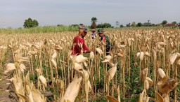 Babinsa Bantu Panen Jagung Dalam Rangka Mensukseskan Program Ketahanan Pangan