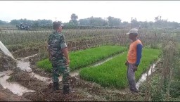 Tingkatkan Ketahanan Pangan, Babinsa Koramil 0810/03 Loceret Bantu Petani Dalam Perawatan Tanaman Padi