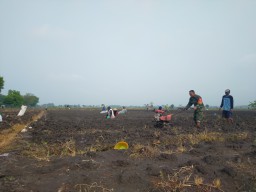 Babinsa Koramil 15 Rejoso Terjun Langsung Ke Sawah Bantu Petani Olah Lahan Tanam Bawang Merah.