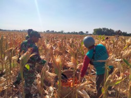 Wujud Kemanunggalan TNI Dan Mensukseskan Program Ketahanan Pangan Babinsa Bantu Panen Jagung