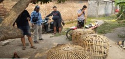 Polres Nganjuk Gerebek Arena Perjudian Sabung Ayam di Desa Sonoageng, Puluhan Motor dan Barang Bukti Diamankan