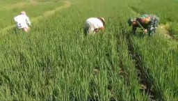 Untuk Hasil Tanam Yang Maksimal, Babinsa Koramil 0810/15 Rejoso Bantu Petani Bersihkan Gulma Pengganggu Tanaman Padi