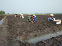 Babinsa Koramil Rejoso Bersama Sama Petani Laksanakan Tanam Bawah Merah