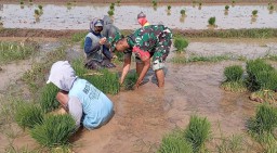 Tingkatkan Ketahanan Pangan, Babinsa Koramil 0810/03 Loceret Bantu Petani Dalam Pemilihan Bibit Padi