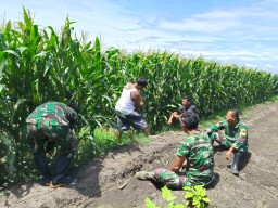 Wujudkan Swasembada Pangan, Babinsa Koramil Lengkong Dampingi Petani Jagung