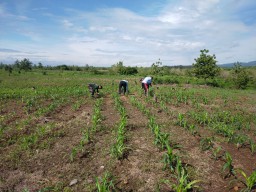 Babinsa Terjun Langsung Ke Sawah Bantu Petani Pupuk Tanaman Jagung Milik Warga Binaan.