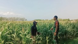 Wujudkan Ketahana Pangan Nasional Babinsa Koramil 0810/03 Loceret Pantau Perkembangan Tanaman Jagung