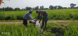 Babinsa Koramil 0810/01 Nganjuk Dampingi Pompanisasi Tanaman Padi