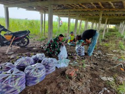 Berikan Motivasi Dan Mendorong Perekonomian Babinsa Ikut Serta Bantu Petani Panen Terong.