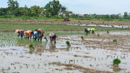 Musim Tanam Tiba Babinsa Koramil 0810/03 Loceret Bantu Petani Tandur Tanam Padi