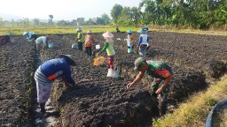 Petani Desa Gampeng Sangat Terbantu Atas Bantuan Babinsa Koramil 0810/20 Ngluyu