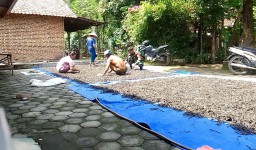 Babinsa Koramil Tanjunganom Serda Kristanto Melaksanakan Membantu Warga Jemur kacang Hijau 