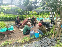 Komsos Dengan Petani Bibit Sukun Babinsa Koramil 0810/09 Ngronggot Himbau Tingkatkan Produksi Serta Kualitas Bibit
