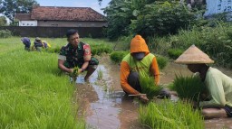 Serda Deny Bersama Warga Semai Bibit Padi Guna Mensukseskan Program Ketahanan Pangan.