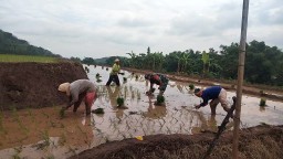 Tingkatkan Ketahanan Pangan, Babinsa Koramil 0810/03 Loceret Bantu Petani Tanam Padi