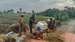 Dukung Program Swasembada Pangan Babinsa Desa Duren Sawahan Melaksanakan Giat Panen Padi