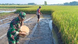 Sukseskan Ketahanan Pangan, Babinsa Koramil 0810/03 Loceret Bantu Petani Dalam Penyemaian Bibit