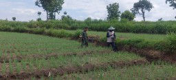 Untuk Meningkatkan Hasil Produksi Babinsa Koramil 20 Ngluyu Melaksanakan Pendampingan Tanaman Bawang Merah