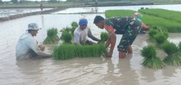 Wujudkan Ketahanan Pangan Babinsa Melaksanakan Pendampingan Pertanian Di Wilayah Binaan.