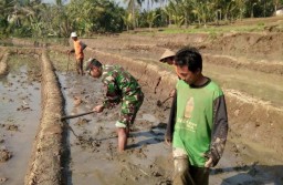Babinsa Koramil 0810/05 Sawahan Serda Suyadi Melakukan Pendampingan Kepada Petani