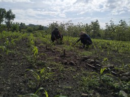Babinsa Bantu Petani Bersihkan Rumput Untuk Pertumbuhan Pada Tanaman Jagung