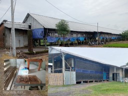 Lalat Serbu Rumah Warga Sambiroto Baron Diduga Berasal dari Peternakan Ayam Potong