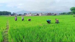 Hasilkan Panen Yang Bagus, Babinsa Koramil Loceret Bantu Petani Cabut Rumput Liar Pengganggu Tanaman Padi