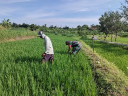 Wujudkan Ketahanan Pangan, Babinsa Desa Tempuran Koramil Ngluyu Bantu Petani Rawat Tanaman Padi