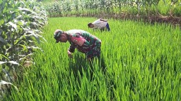 Jaga Kesuburan Tanaman, Babinsa Koramil Loceret Bantu Petani Cabut Rumput Liar Di Sawah