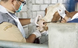 Wabah PMK di Wilangan 2 Minggu 10 Sapi Mati, Peternak Rela Tidur di Kandang