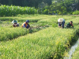 Sertu Supriyadi, Babinsa Koramil 0810/15 Rejoso Dampingi Petani Panen Bawang Merah