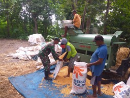 Dekat Dengan Warganya, Babinsa Koramil 0810/20 Ngluyu Bantu Perontokan Panen Jagung
