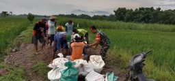 Babinsa Bersama Masyarakat Karya Bakti Pengurukan Jalan Usaha Tani