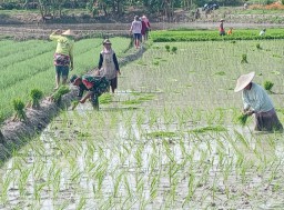Dukung Ketahanan Pangan Di Wilayah, Babinsa Koramil 0810/20 Ngluyu Bantu Petani Tanam Padi