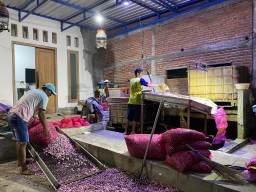 Kerja Sama Distributor Brambang dan Pabrik Terus Berkembang, Buka Peluang Kerja bagi Masyarakat