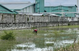 Belasan Hektare Sawah Terdampak Pembangunan Pabrik Percetakan di Plimping Baron