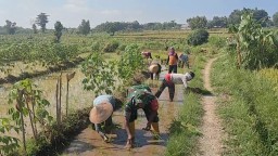 Dukung Ketahanan Pangan Wilayah, Babinsa Koramil 0810/03 Loceret Bantu Petani Tanam Padi