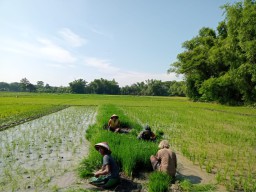 Sukseskan Ketahanan Pangan Babinsa Koramil 02/Bagor Bantu Petani Cabut Benih Padi Siap Tanam