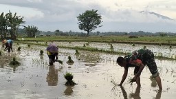 Dukung Ketahanan Pangan Wilayah, Babinsa Koramil 0810/03 Loceret Bantu Petani Tanam Padi
