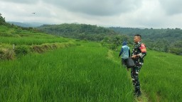 Meringankan Beban Masyarakat || Babinsa Desa Suru Terjun Kesawah Bantu Petani Memupuk Tanaman Padi