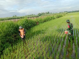 Dukung Ketahan Pangan Wilayah, Babinsa Terjun Langsung Bantu Petani Pemupukan Padi