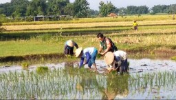 Percepatan Ketahanan Pangan Babinsa Koramil 0810/03 Loceret Bantu Petani Tanam Padi